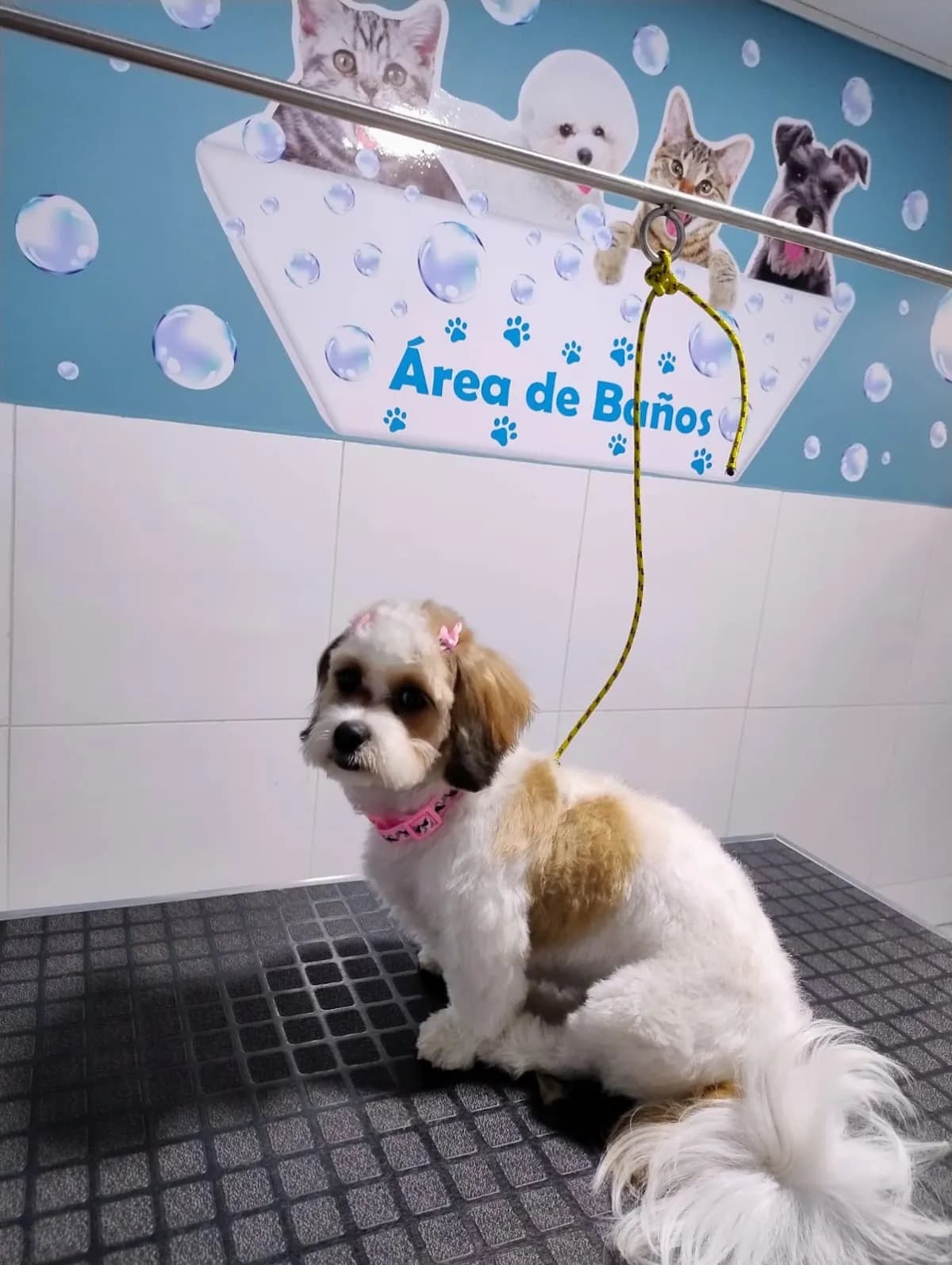 VETERINARIA MUNDO PATAS