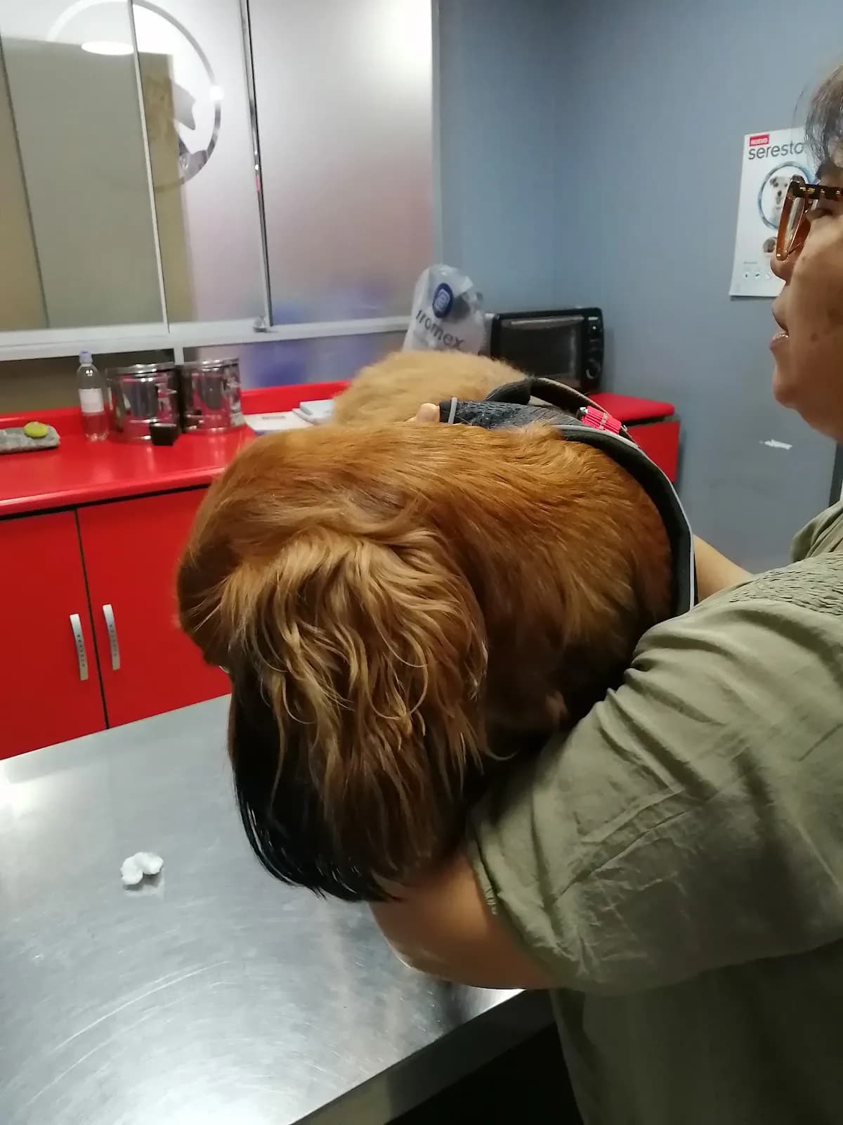 Clínica Veterinaria Perros Y Gatos
