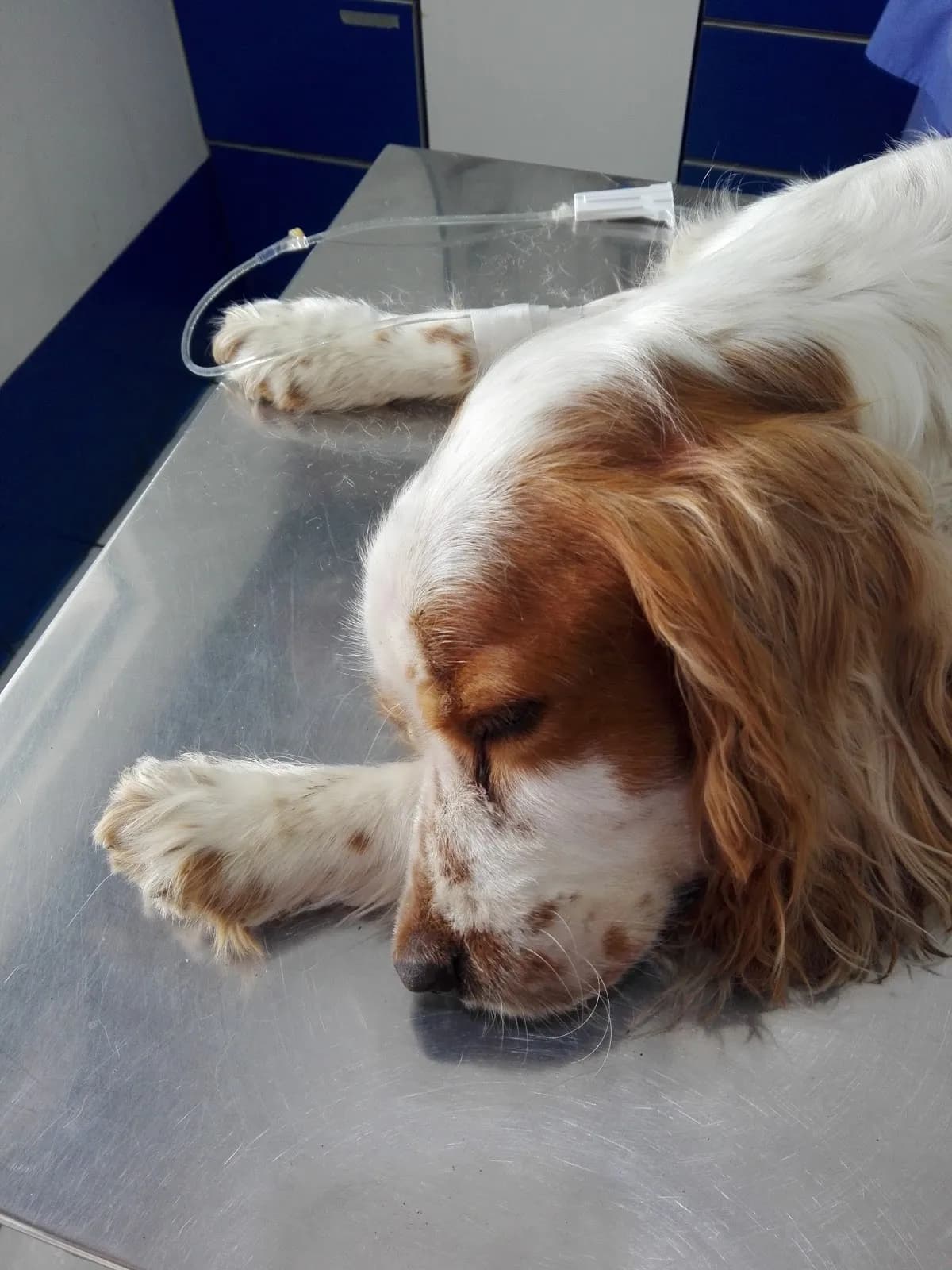 Veterinaria La Franciscana