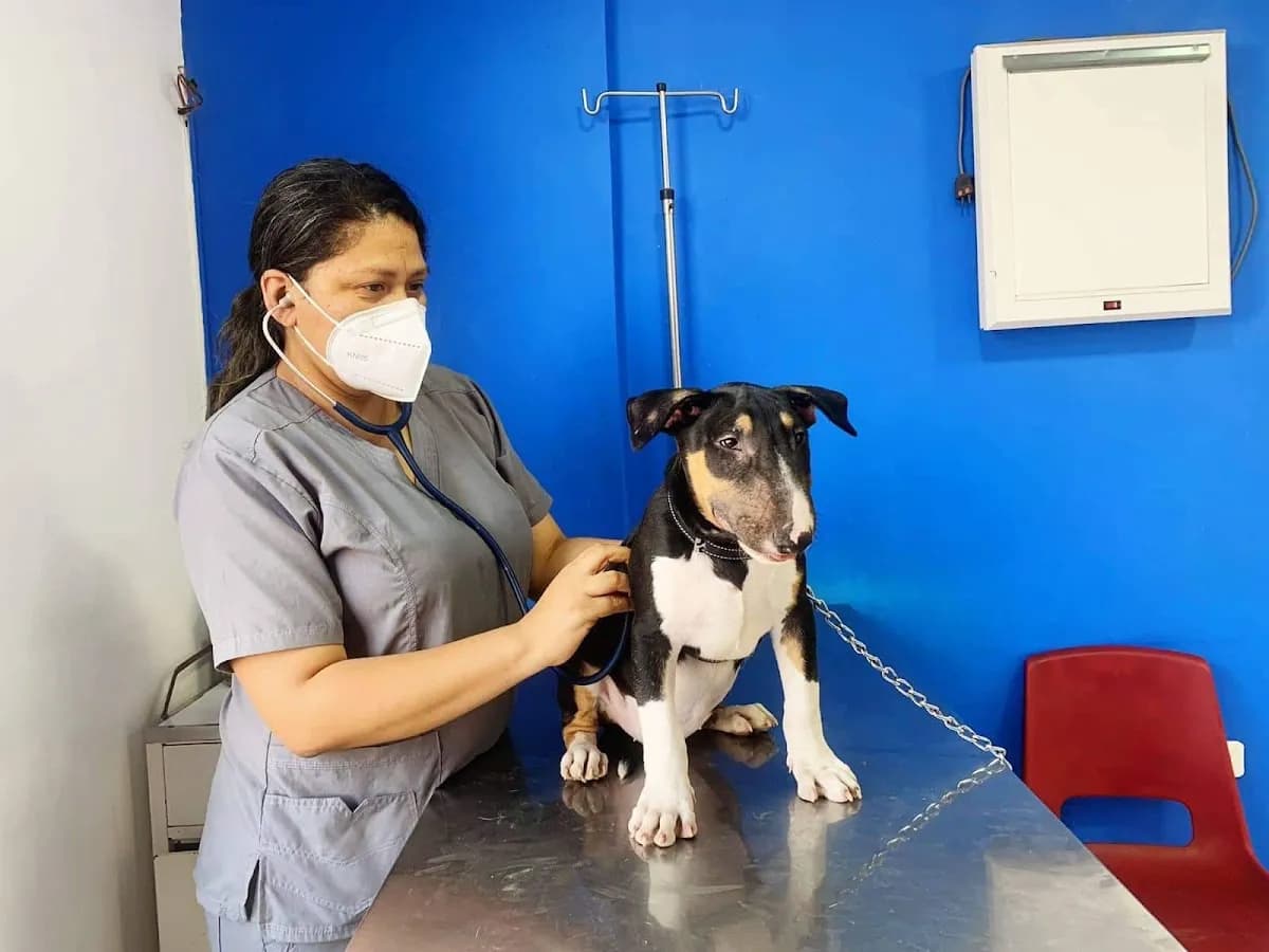 Veterinaria Asuncion Comas