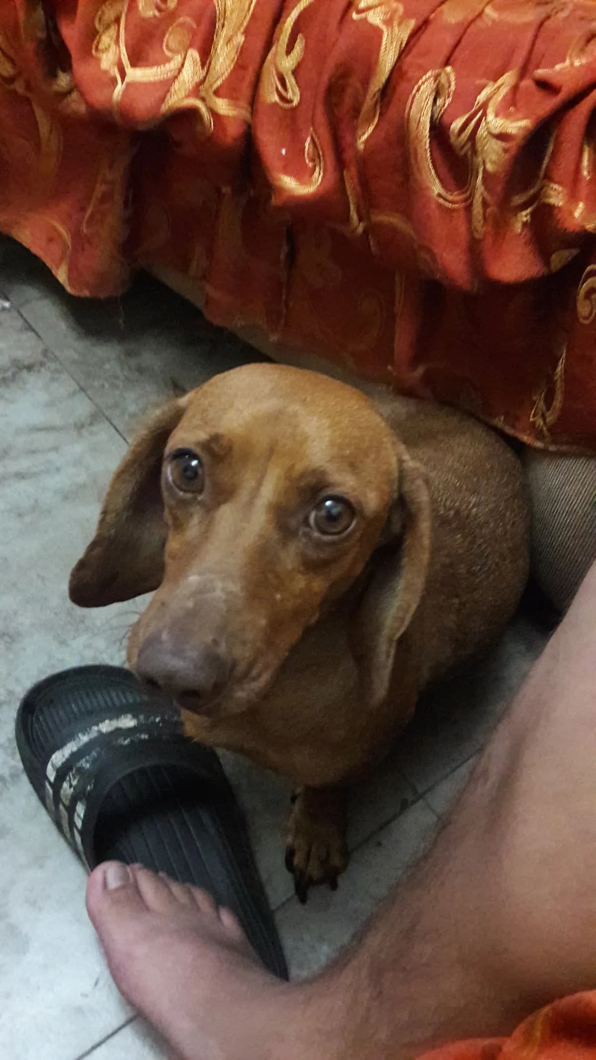 Clínica Veterinaria Ventanilla