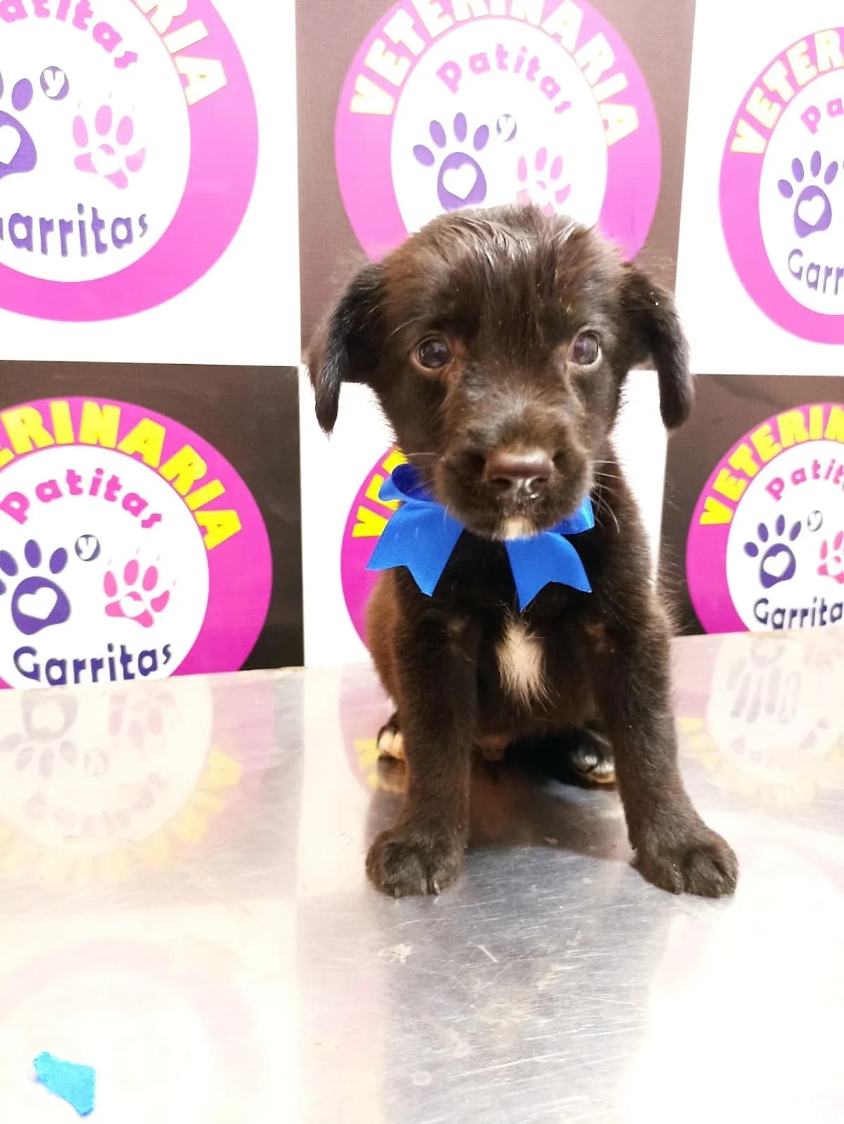 VETERINARIA PATITAS Y GARRITAS