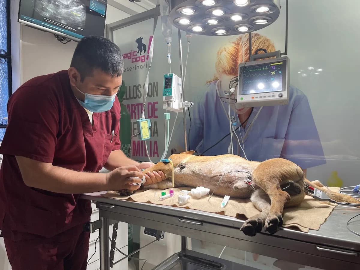 Veterinaria 24 horas san juan de miraflores