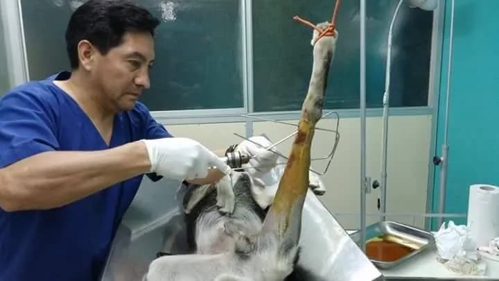 Clínica Veterinaria Gran Danes