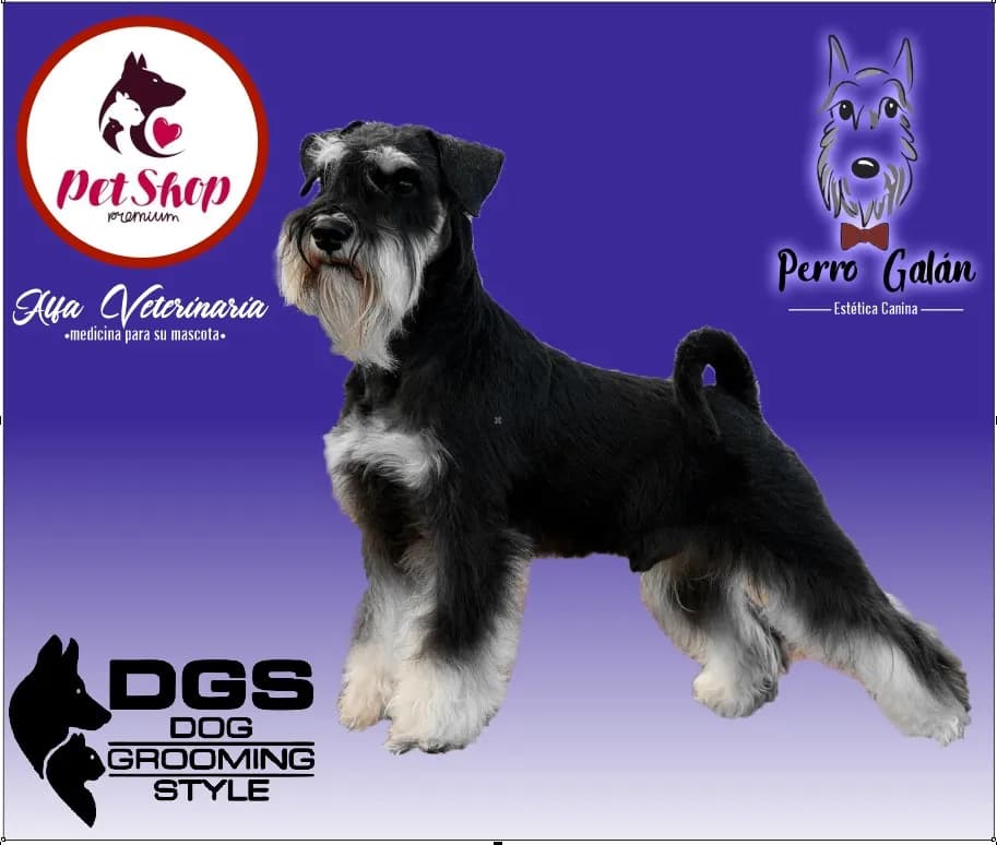 Veterinaria MundoVet Premium