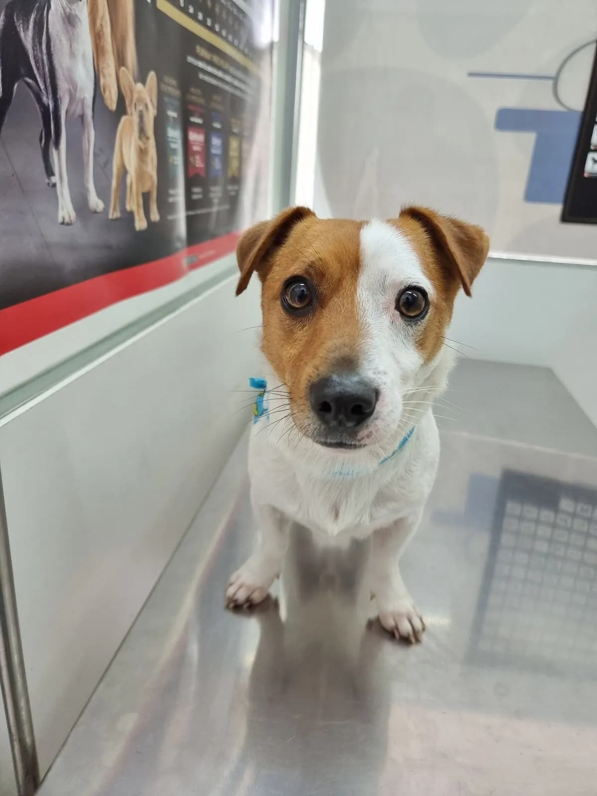Clínica veterinaria DR. TOBI