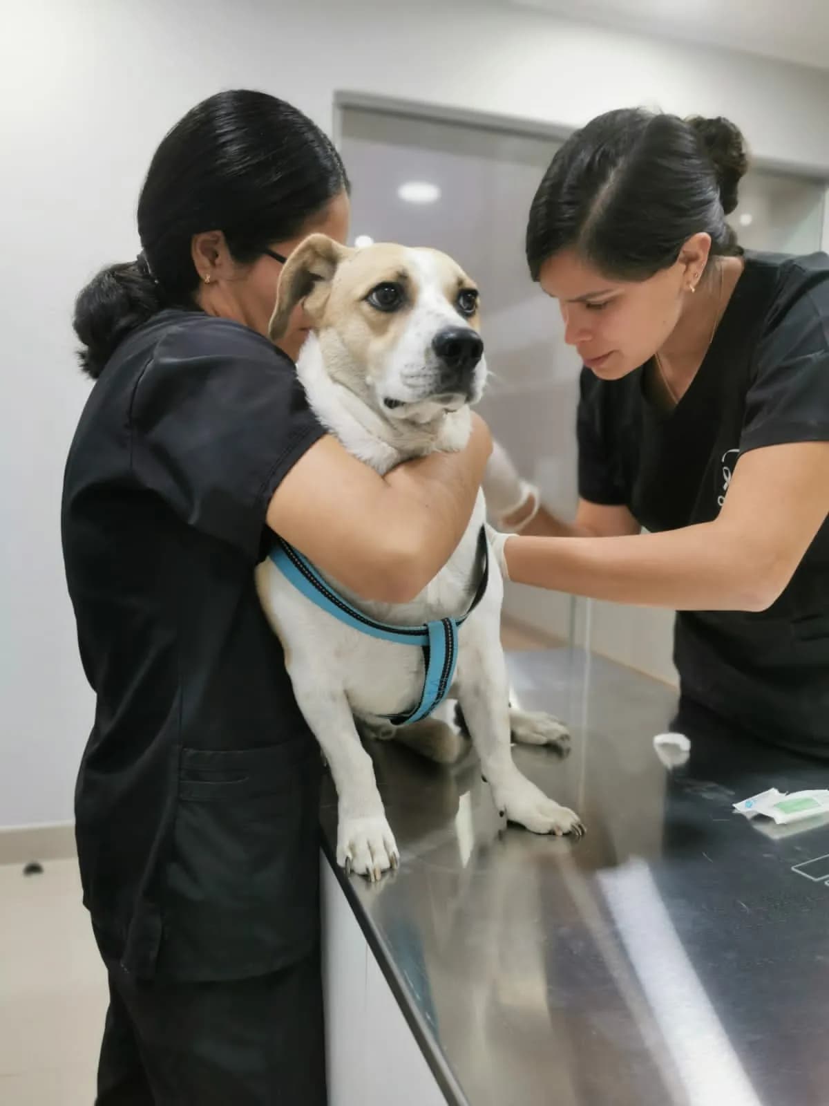 Clínica Veterinaria Oncovet Comas