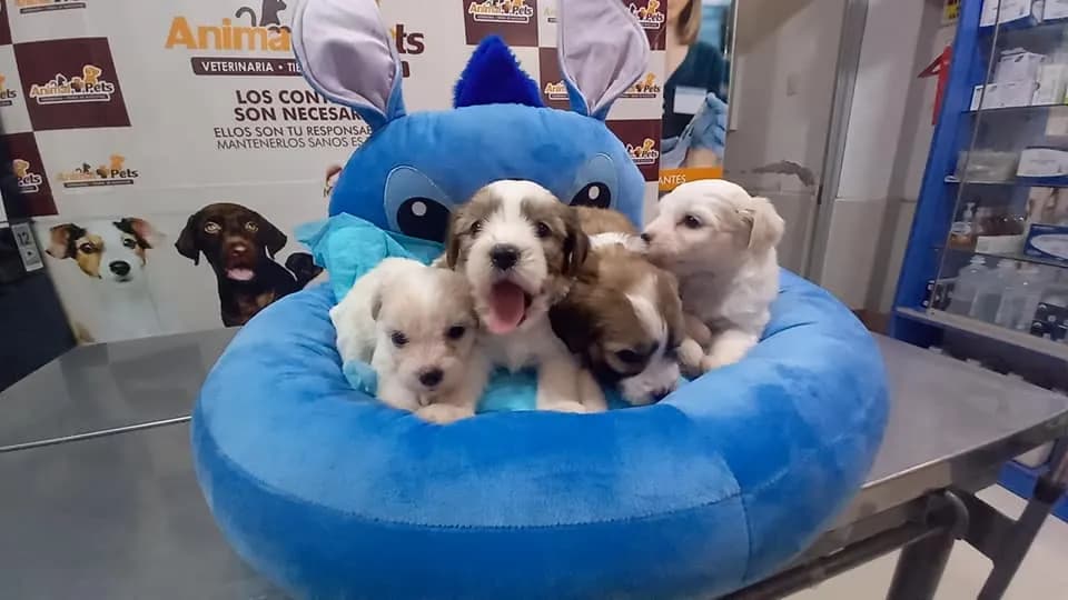 Veterinaria Animal Pets - Piura