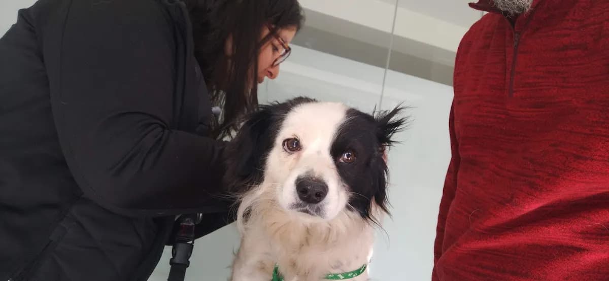MunayVet Clínica Veterinaria 24/7