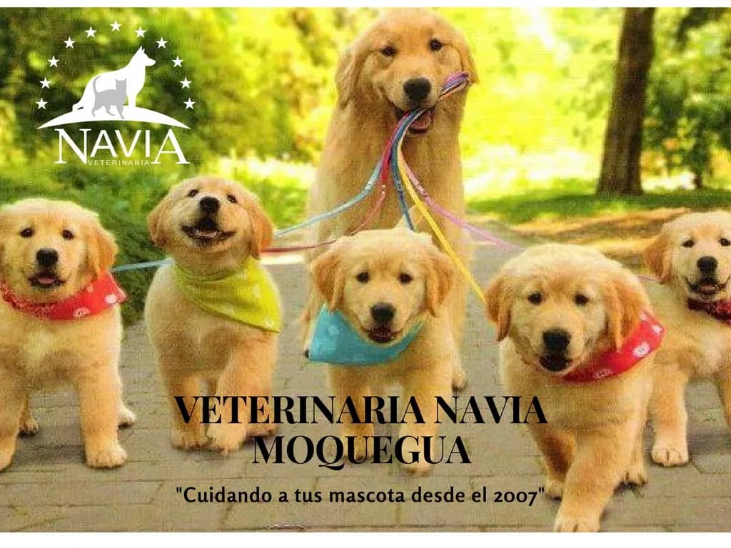 CLÍNICA VETERINARIA NAVIA
