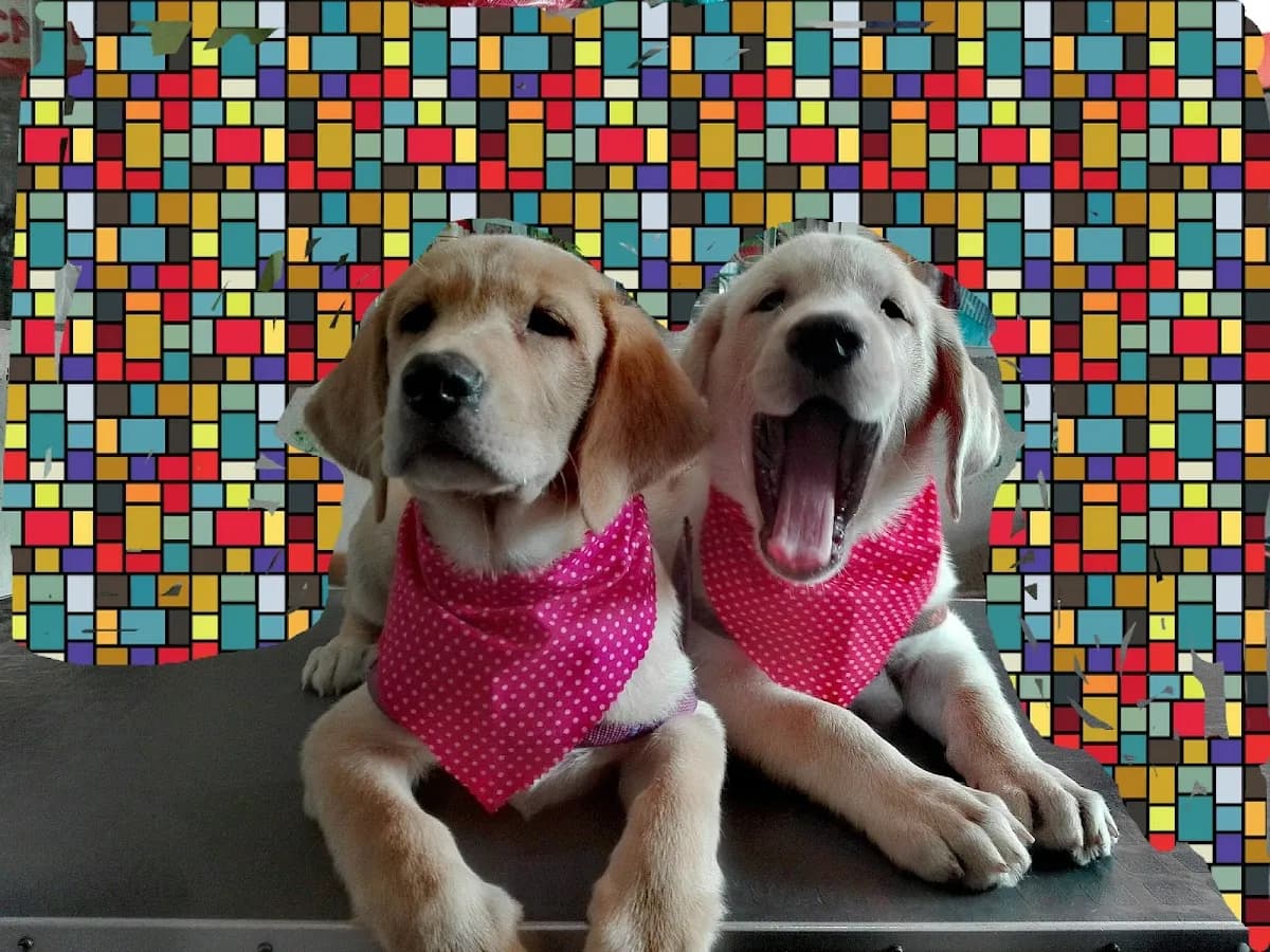 Clínica Veterinaria FASHION PETS