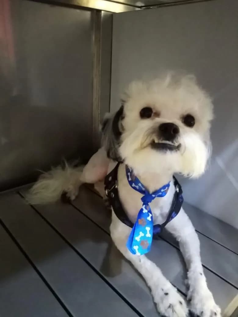 veterinaria samir