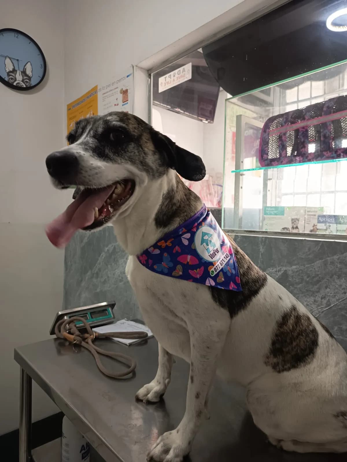 Hospital Veterinario VenPer
