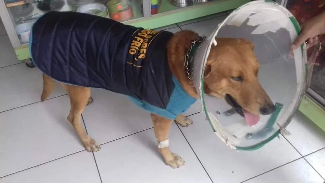 Veterinaria Rabitos Felices