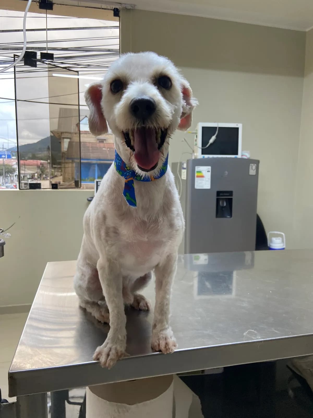 Clinica Veterinaria Dogtor Oxapampa