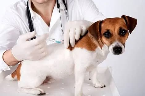 Clinica Veterinaria Rexcan