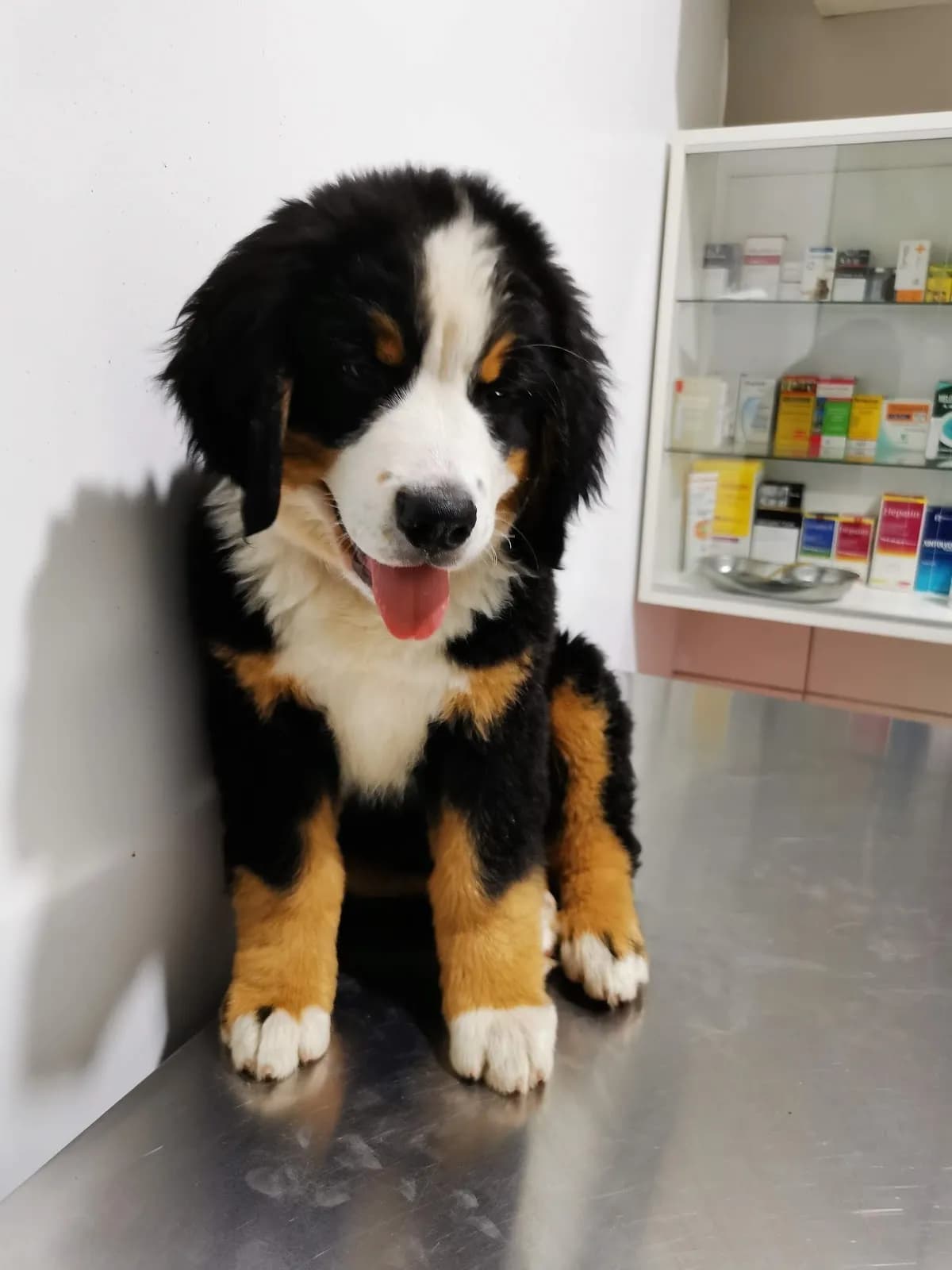 Maskotitas Clínica Veterinaria