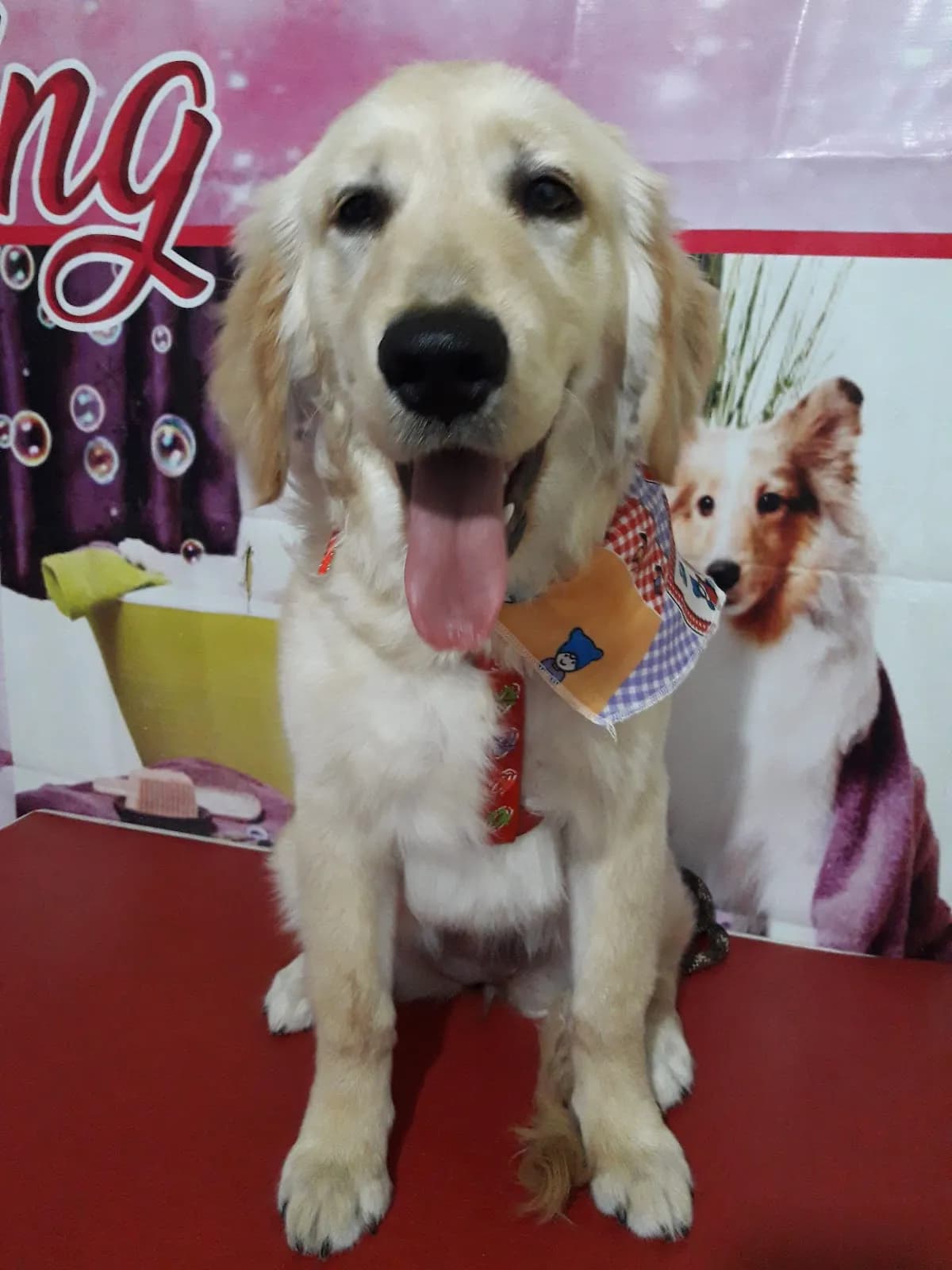 Veterinaria ANGELES