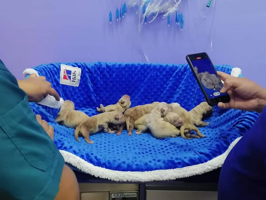 Clínica veterinaria D'Maskotas
