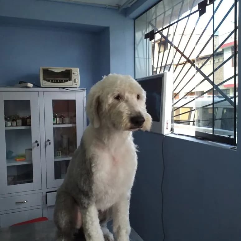 Emergencias Veterinarias Cajamarca