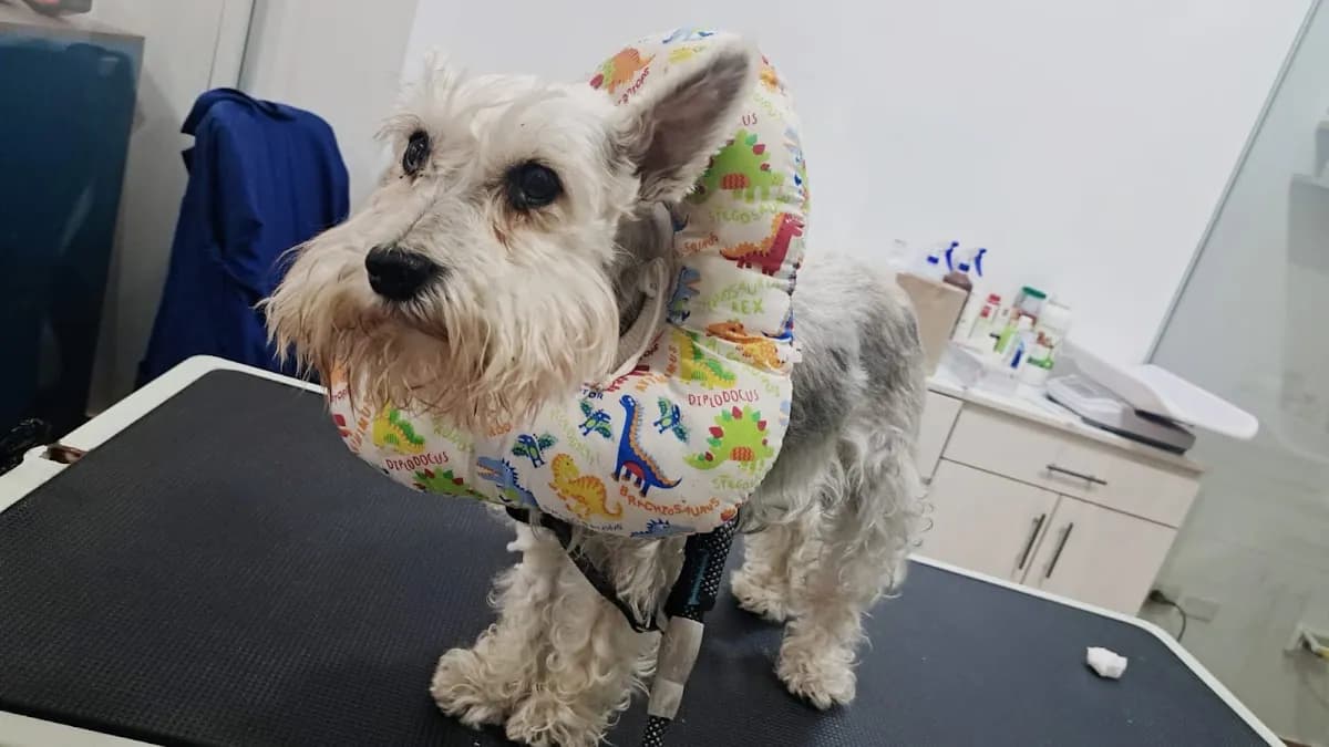VetConsul veterinaria 24 horas emergencias