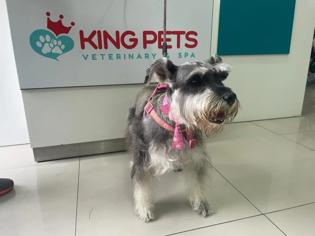 King Pets Veterinary Center