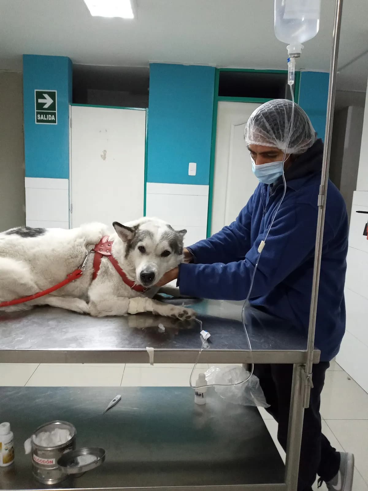 CLINICA VETERINARIA GONZALEZ VILLA EL SALVADOR