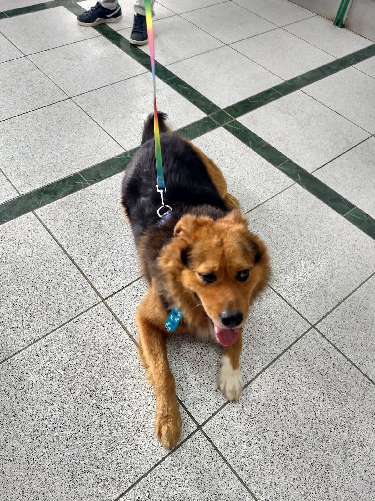Clínica Veterinaria Aristocat Sede Puente Piedra