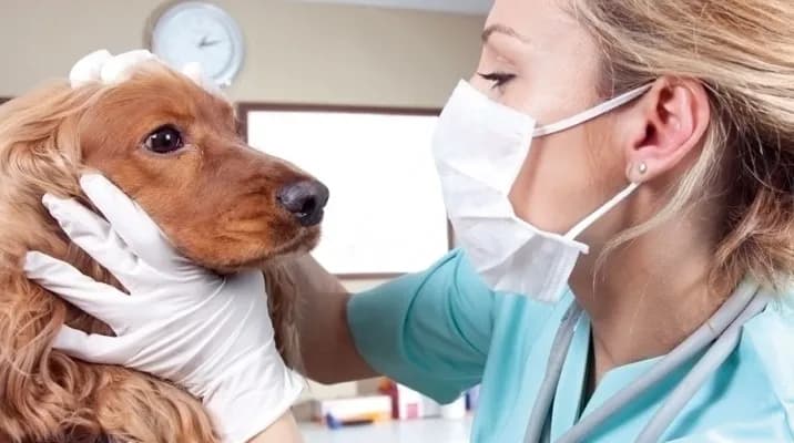 Clinica Veterinaria Dogtoras S.R.L.