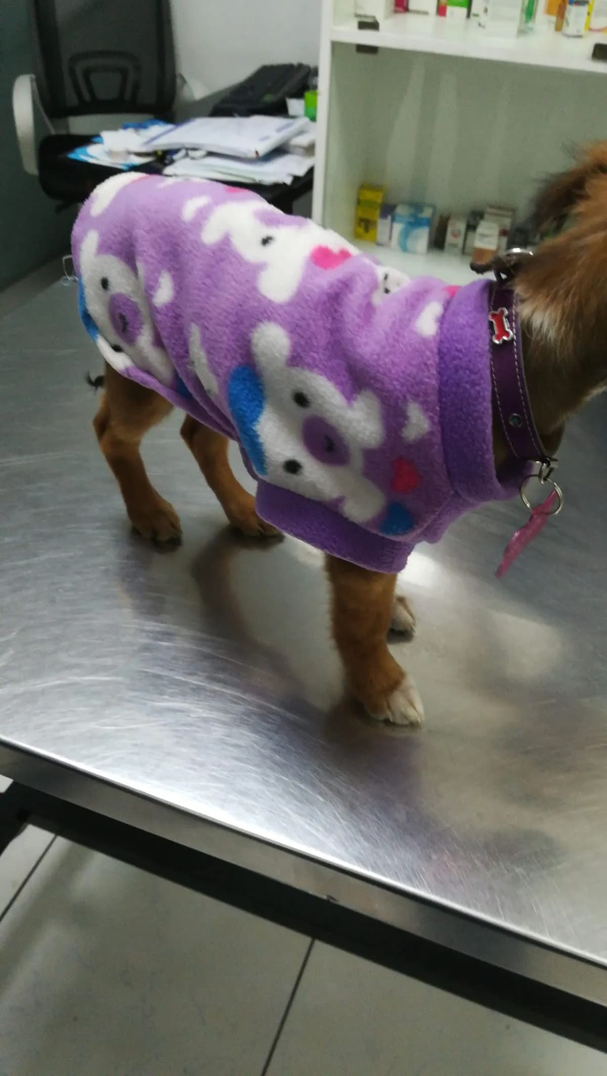 Clinica veterinaria Animal Health - Pachacamac