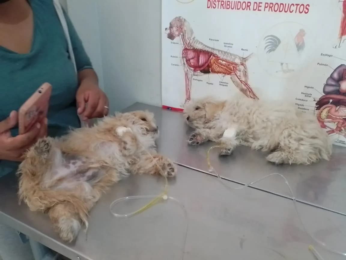 CENTRO VETERINARIO "EL DORADO" S.A.C