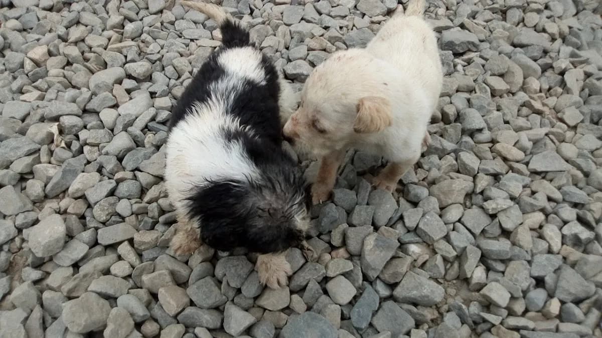Clínica Veterinaria González - Sede Lurin