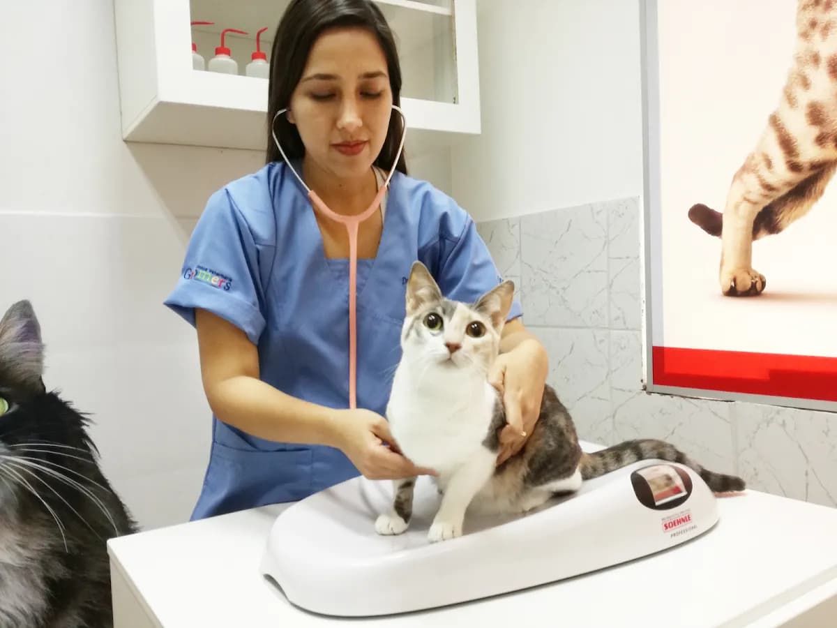 Clinica Veterinaria Groomers Sede Av. Benavides