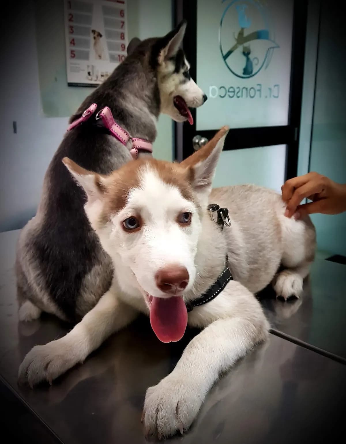 Clínica VETERINARIA Amistad