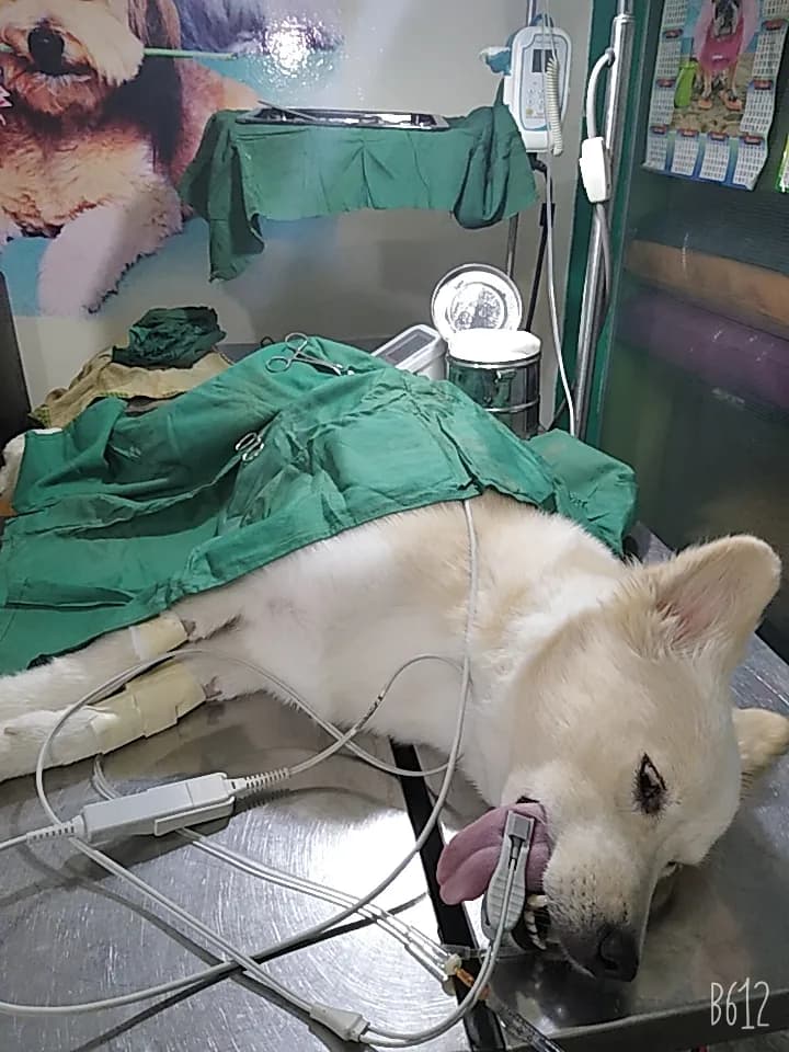 Veterinaria Mastercan Pets