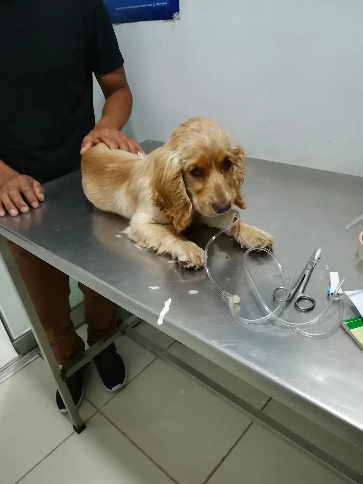 Clínica Veterinaria Inter. Palomino