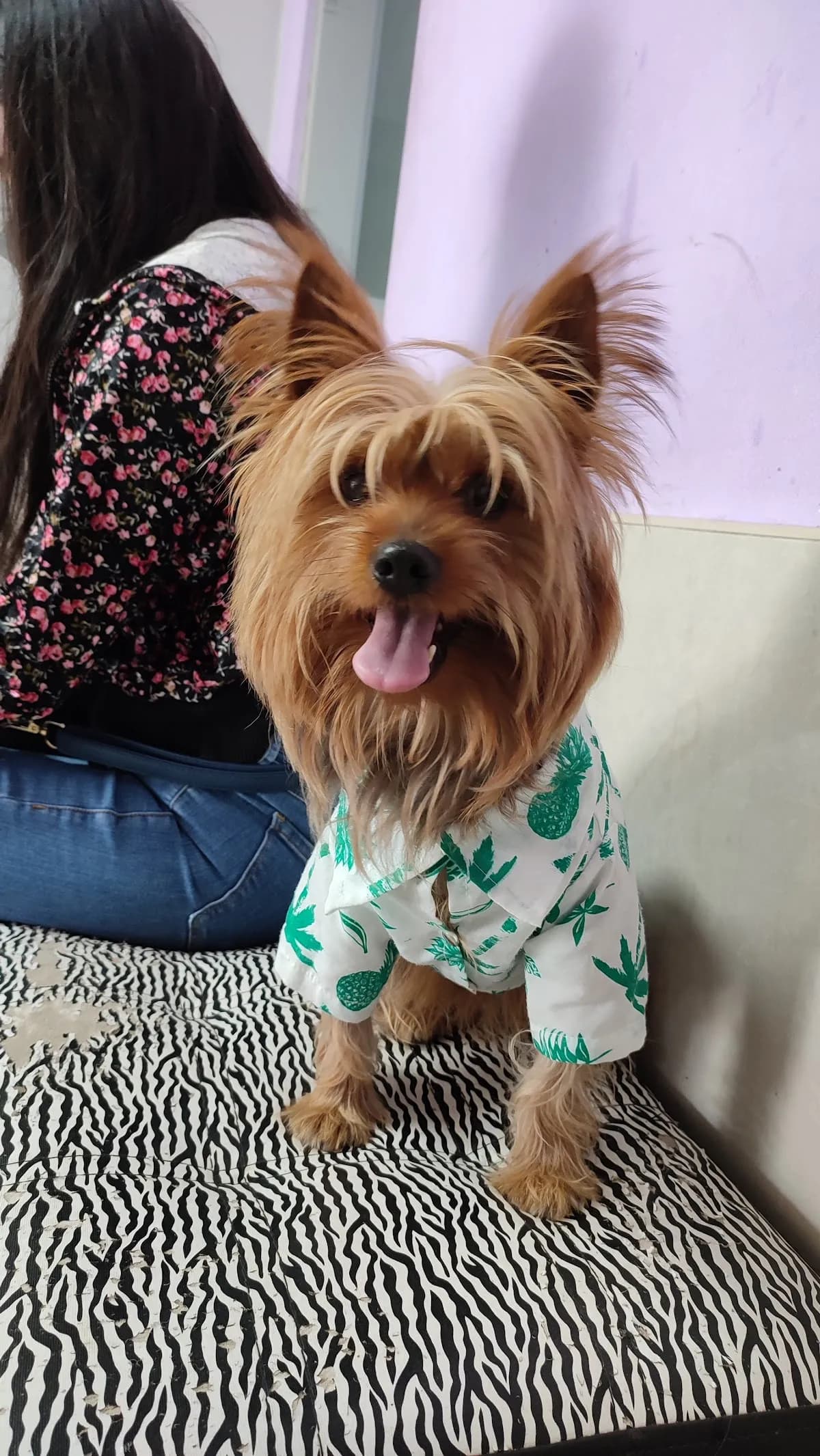 Clínica veterinaria "Orejitas Vet"
