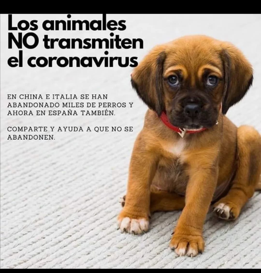 Clínica Veterinaria Snoopy