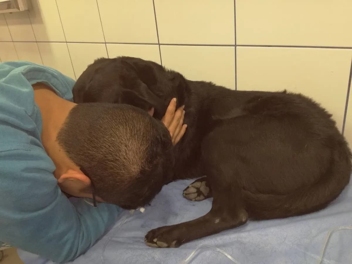 El Hurón Azul Clínica Veterinaria