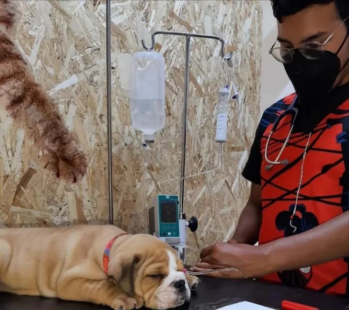 Clínica Veterinaria Coffee Vet