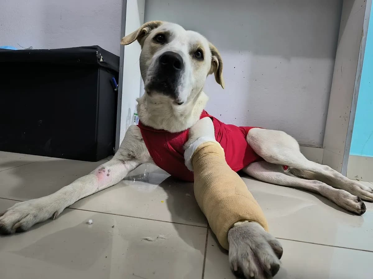 Clínica Veterinaria Pet's Salud