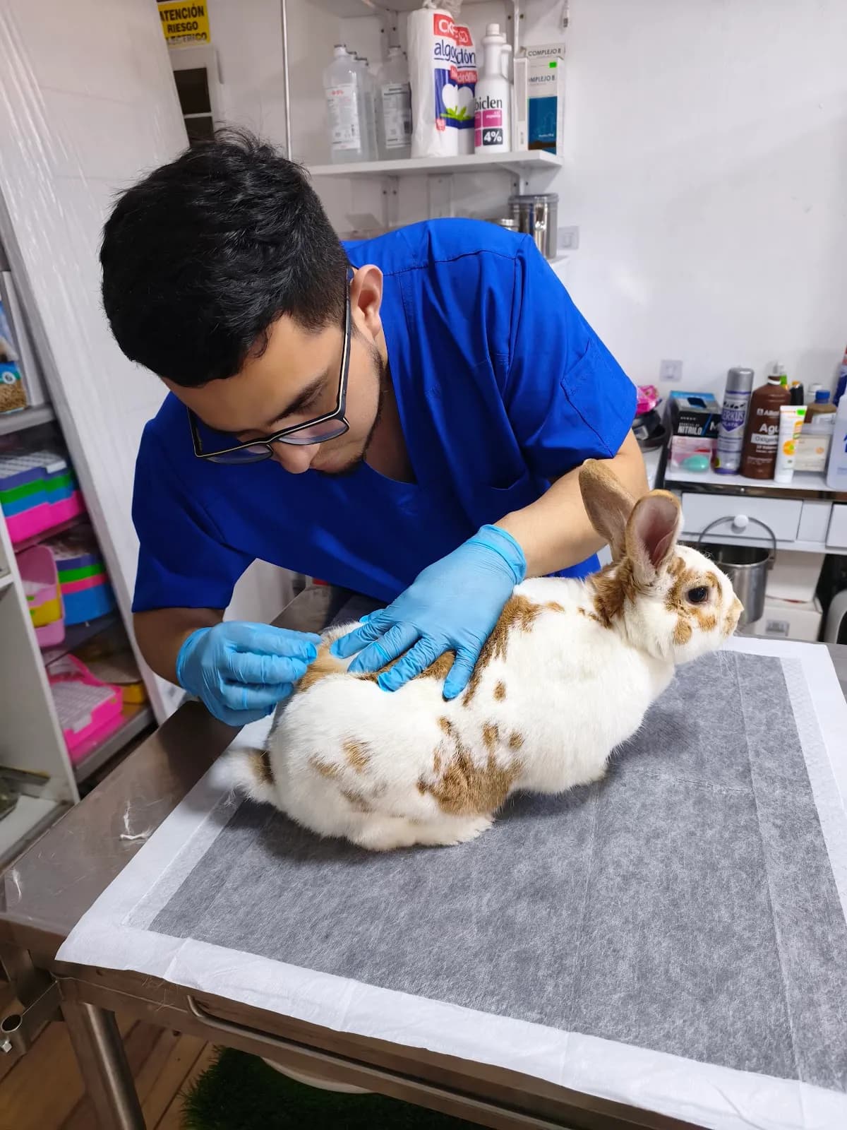 Veterinaria Bunny Exotic Pet