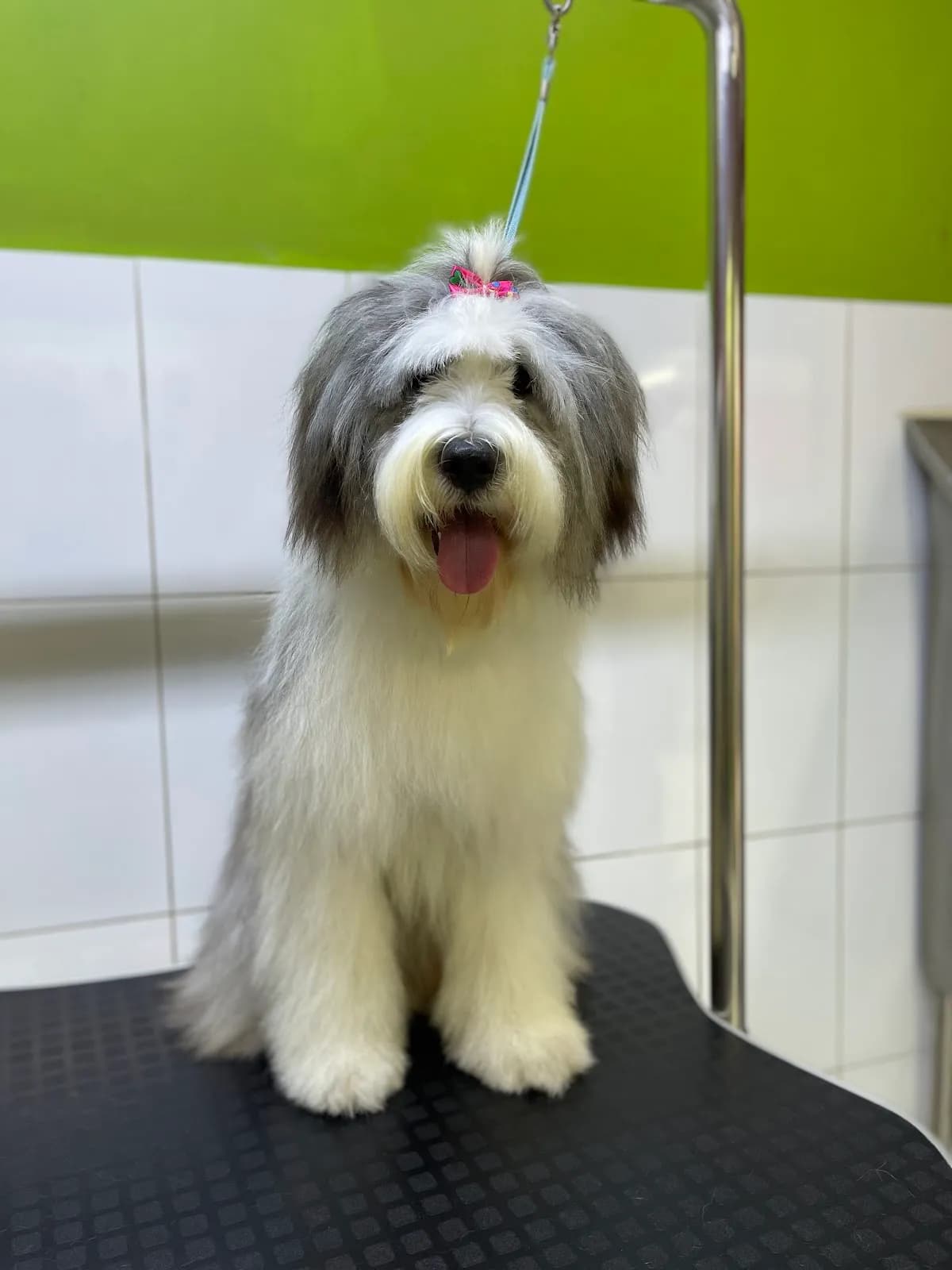 San Andrés Vet Care - Veterinaria, Grooming & PetShop