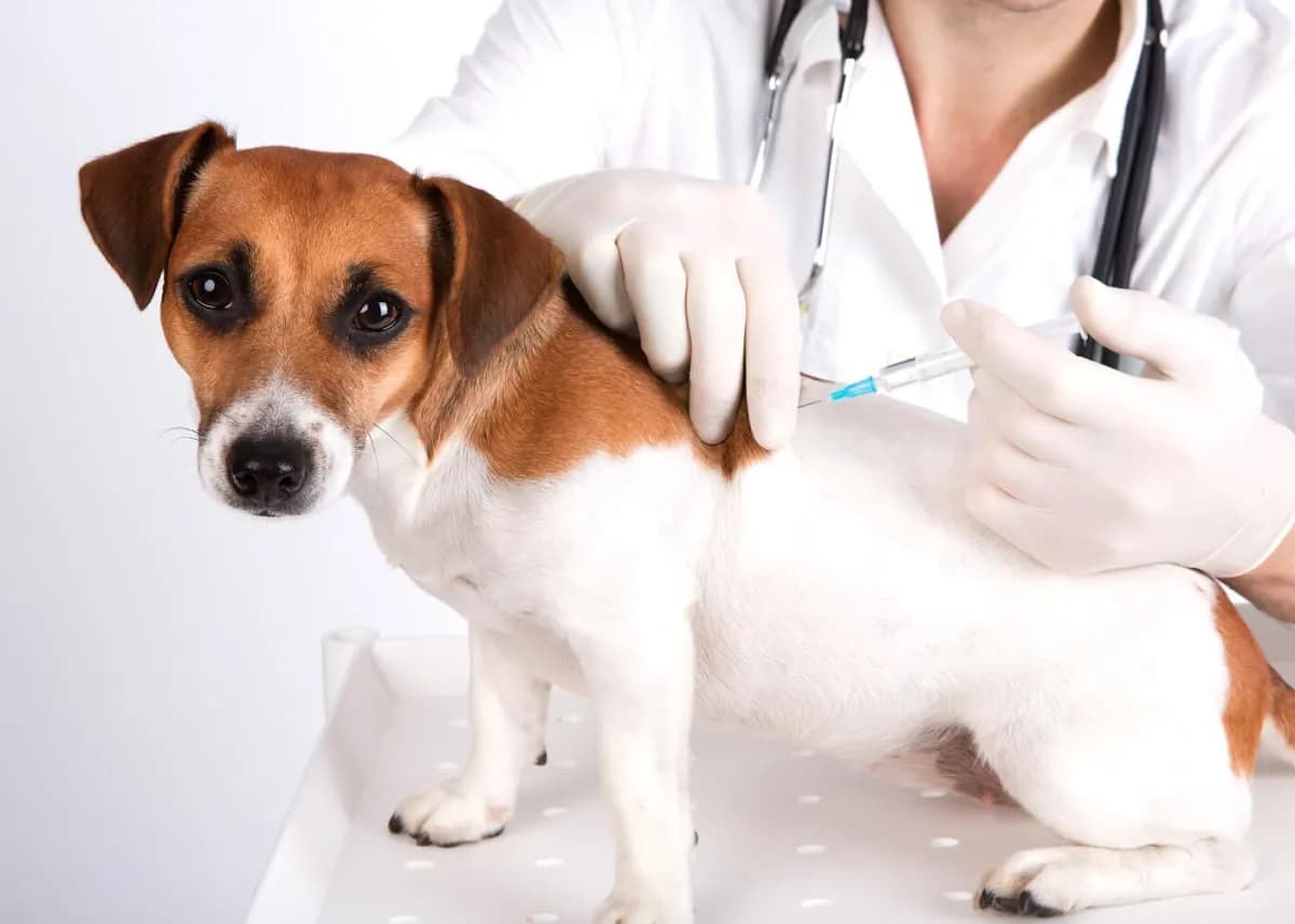 Health & Comfort Clinica Veterinaria