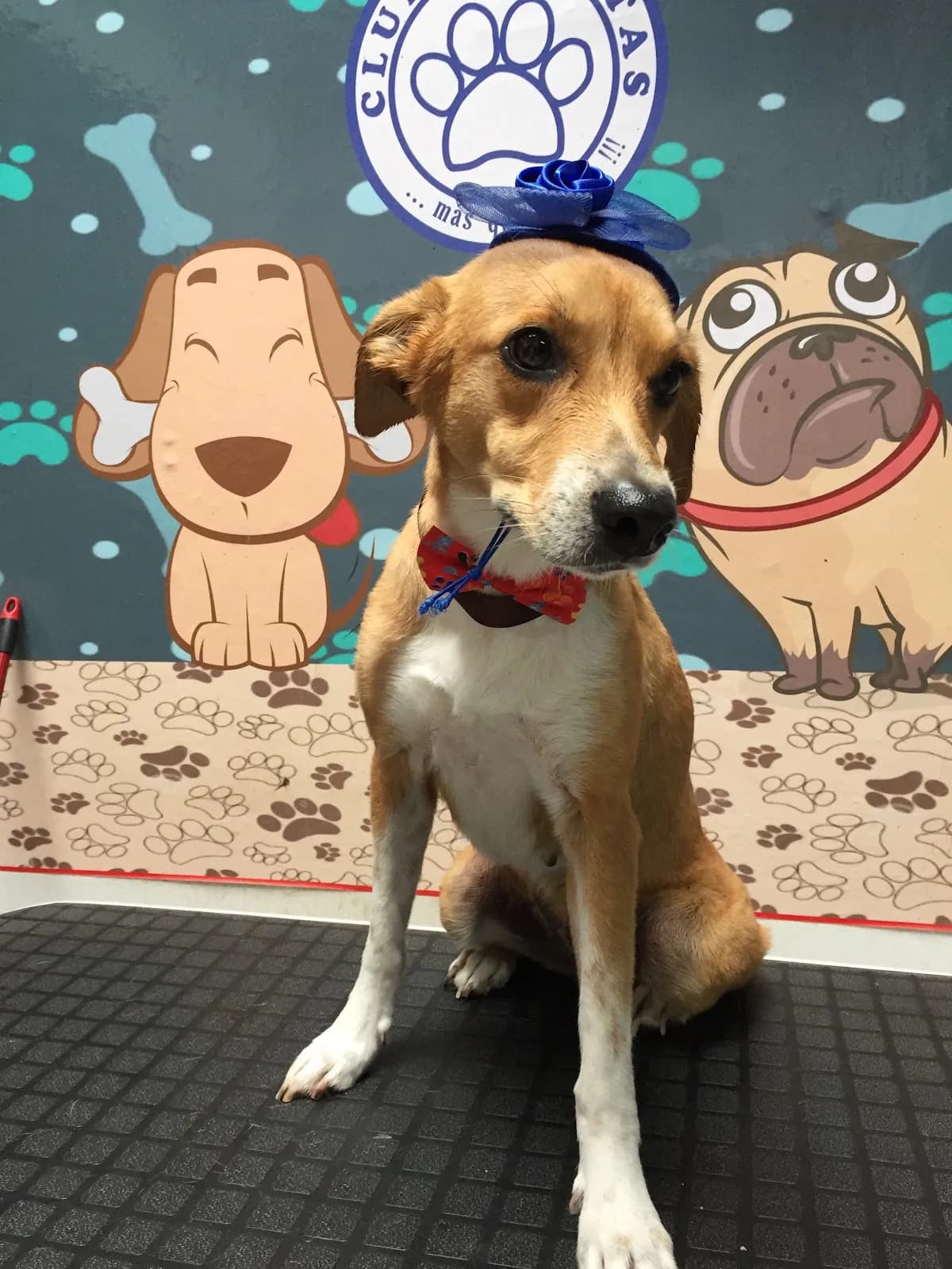 Clínica Veterinaria Club De Patas