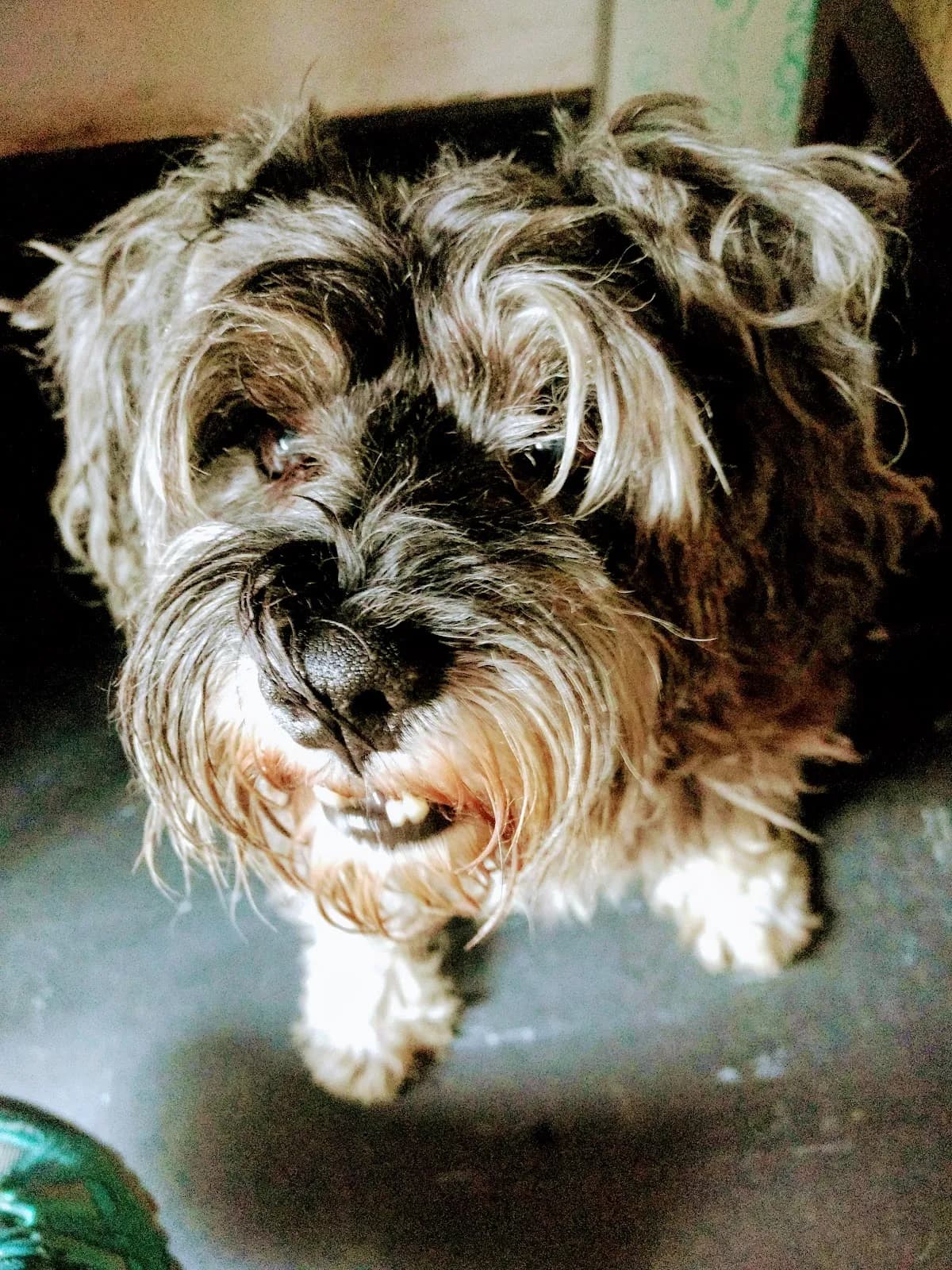 Veterinaria Los Próceres