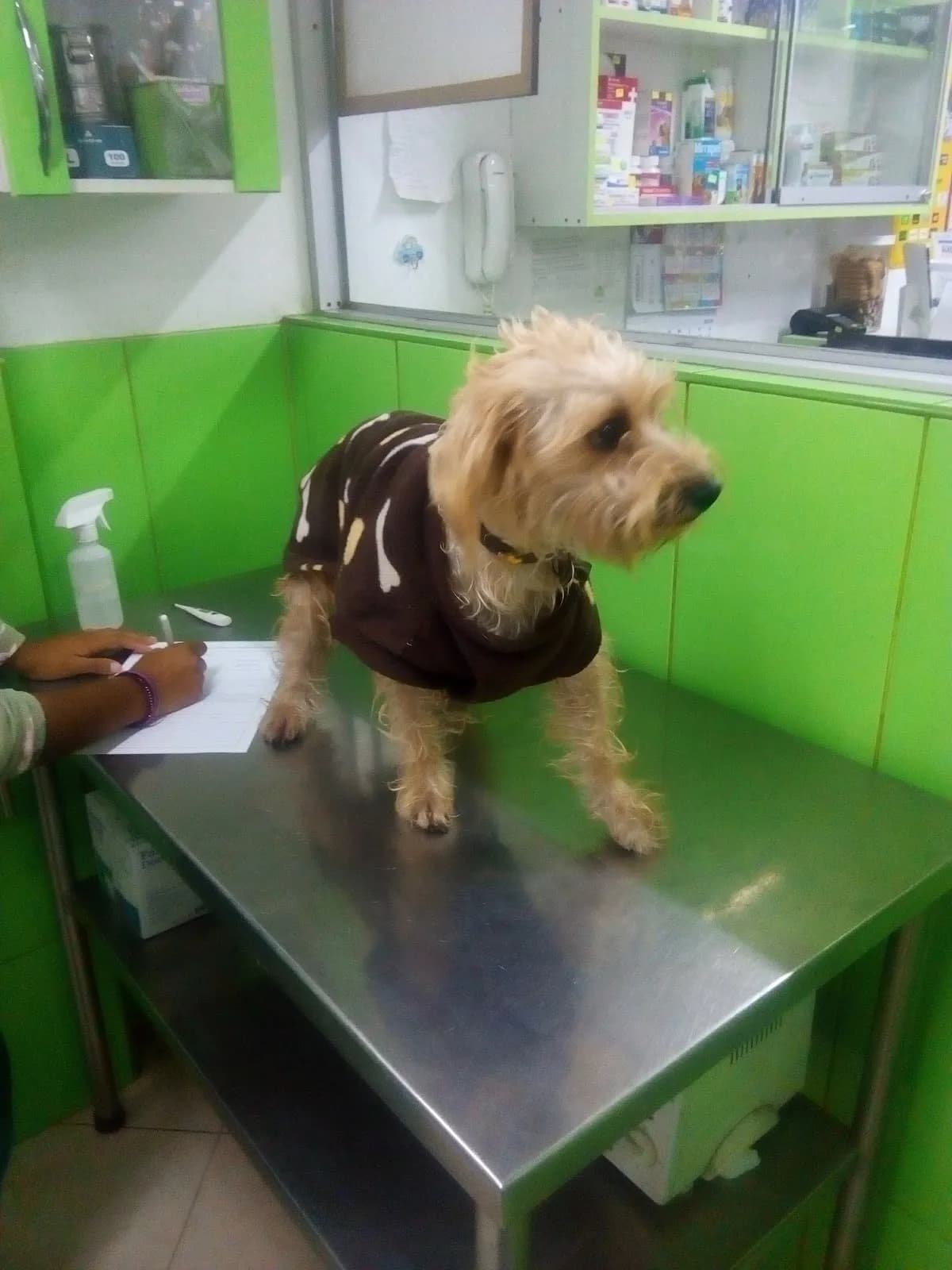 Clinica Veterinaria Alonzo
