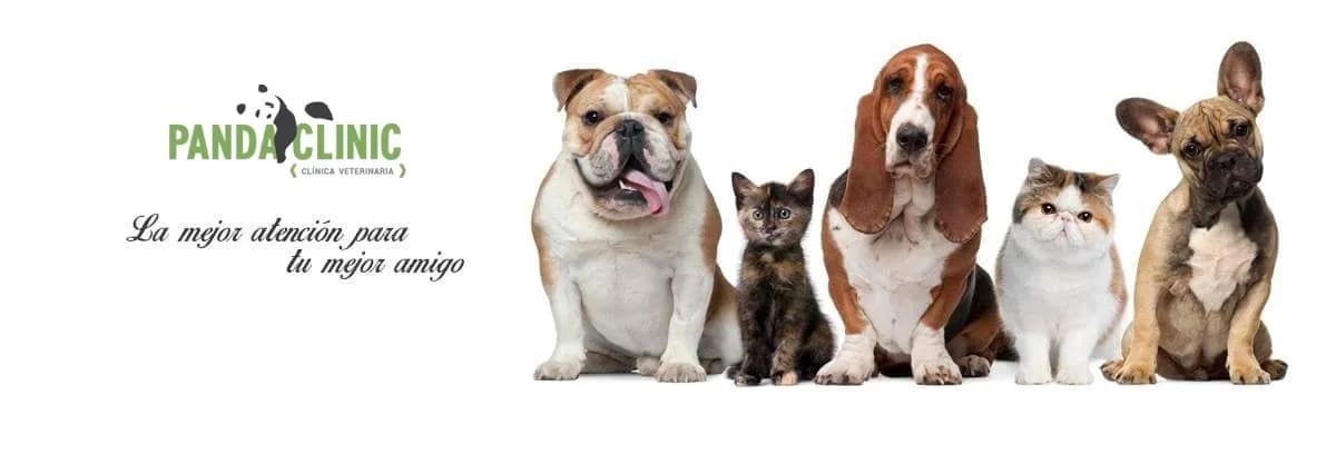 Panda Clinic: Nutrición y Gastroenterología Veterinaria