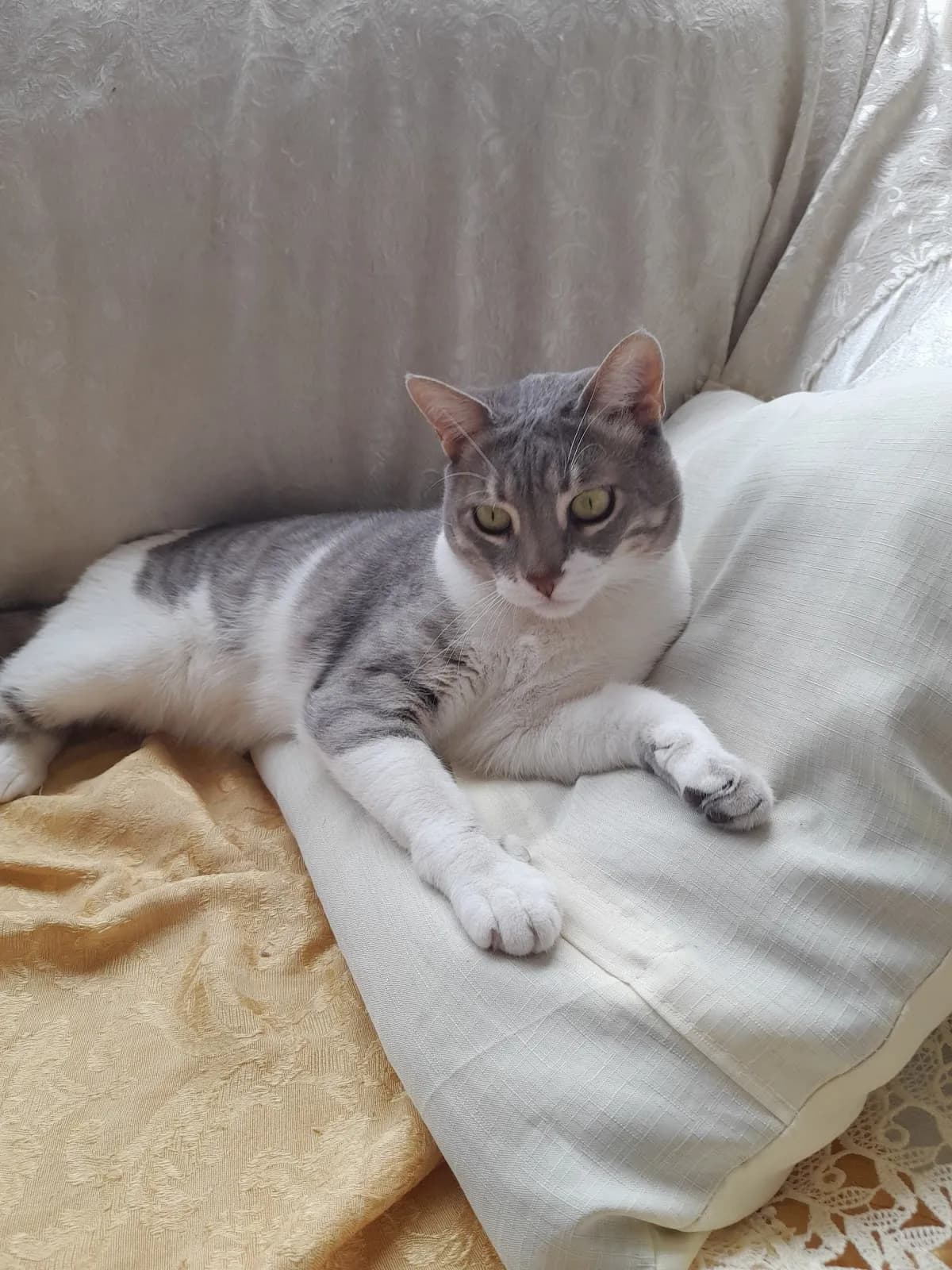 Veterinaria Mi Pequeño Rey