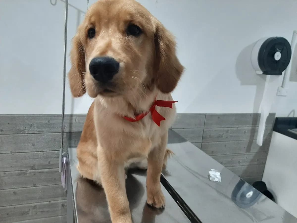 CLINICA VETERINARIA AFRIVET